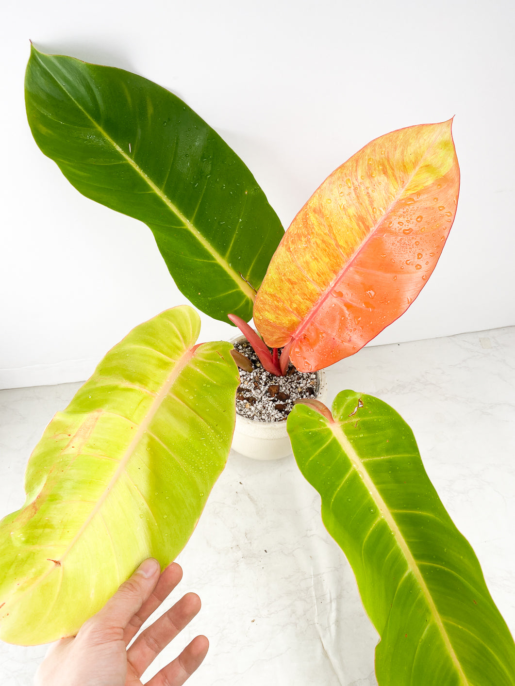 Philodendron Prince of Orange Philodendron Variegated