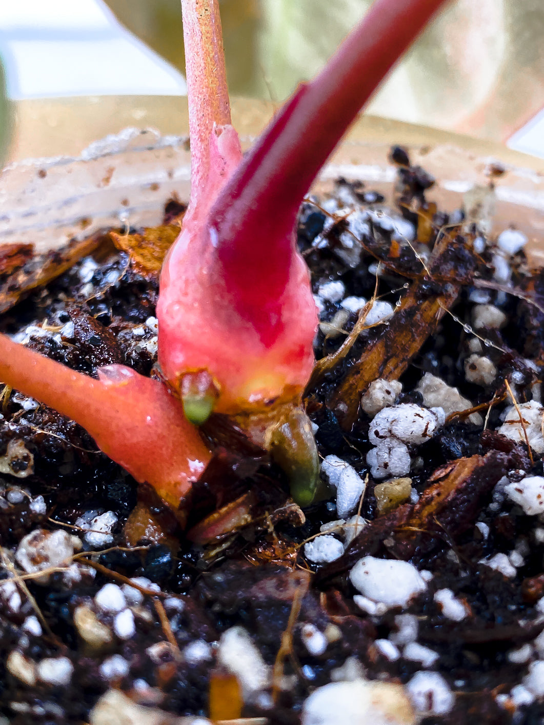 Anthurium Dark Phoenix 3 leaves