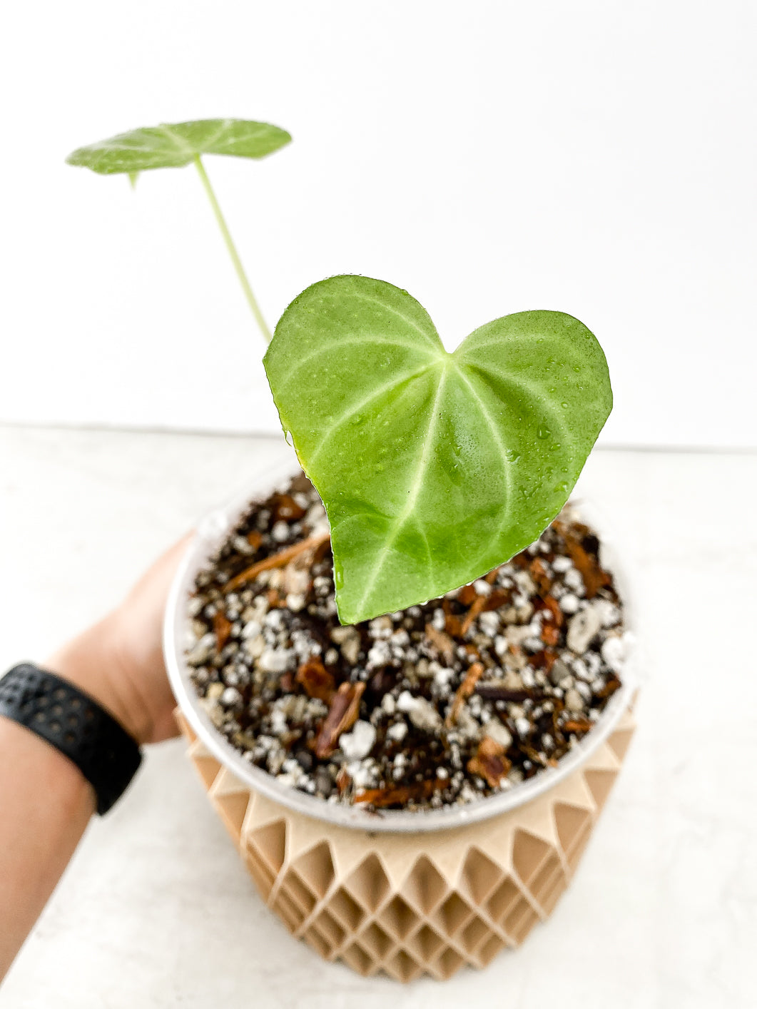 Anthurium Clarinervium x Pedatoradiatum  Rooted 2 leaves