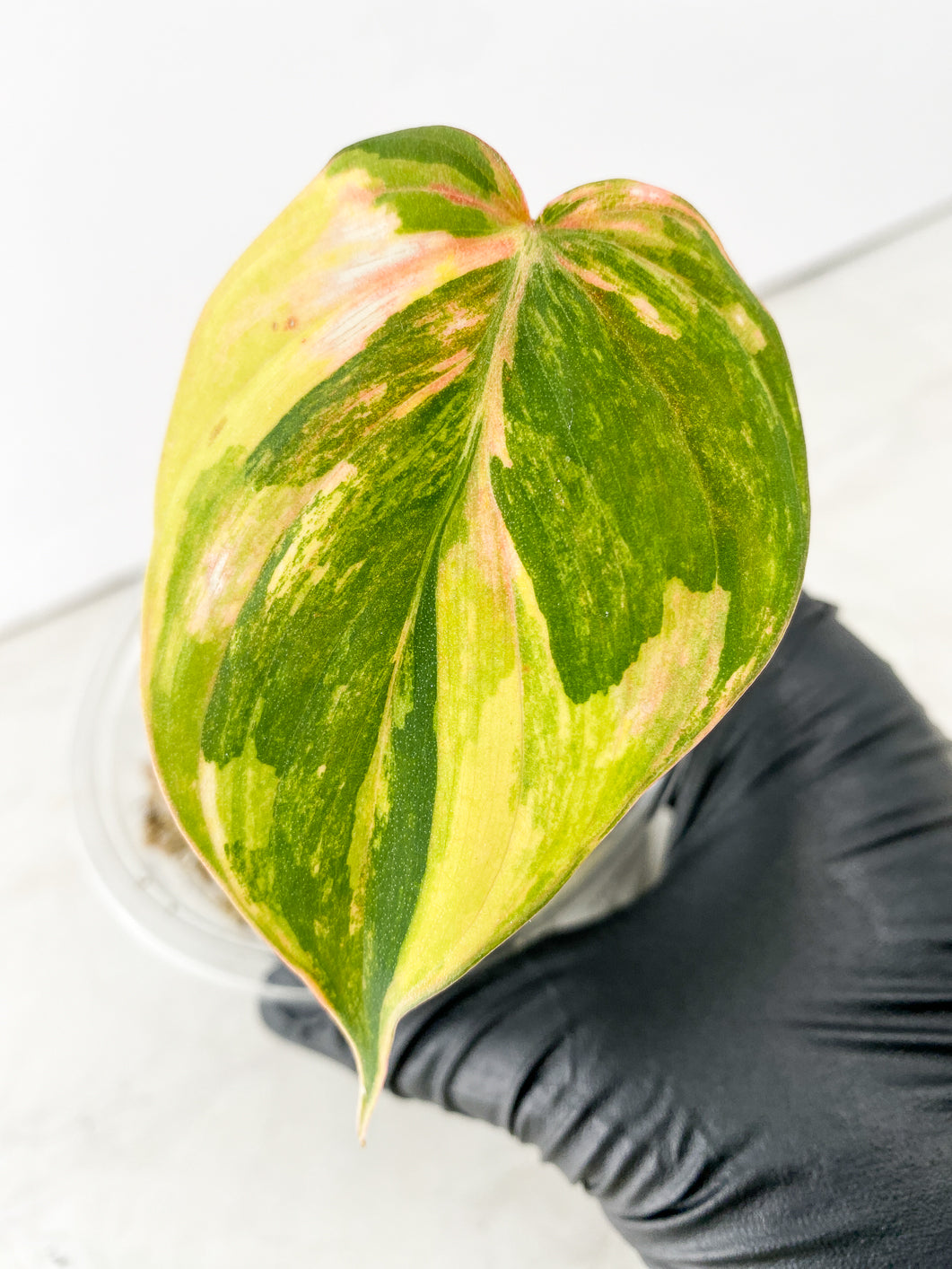 Philodendron Micans Variegated 1 leaf 1 sprout
