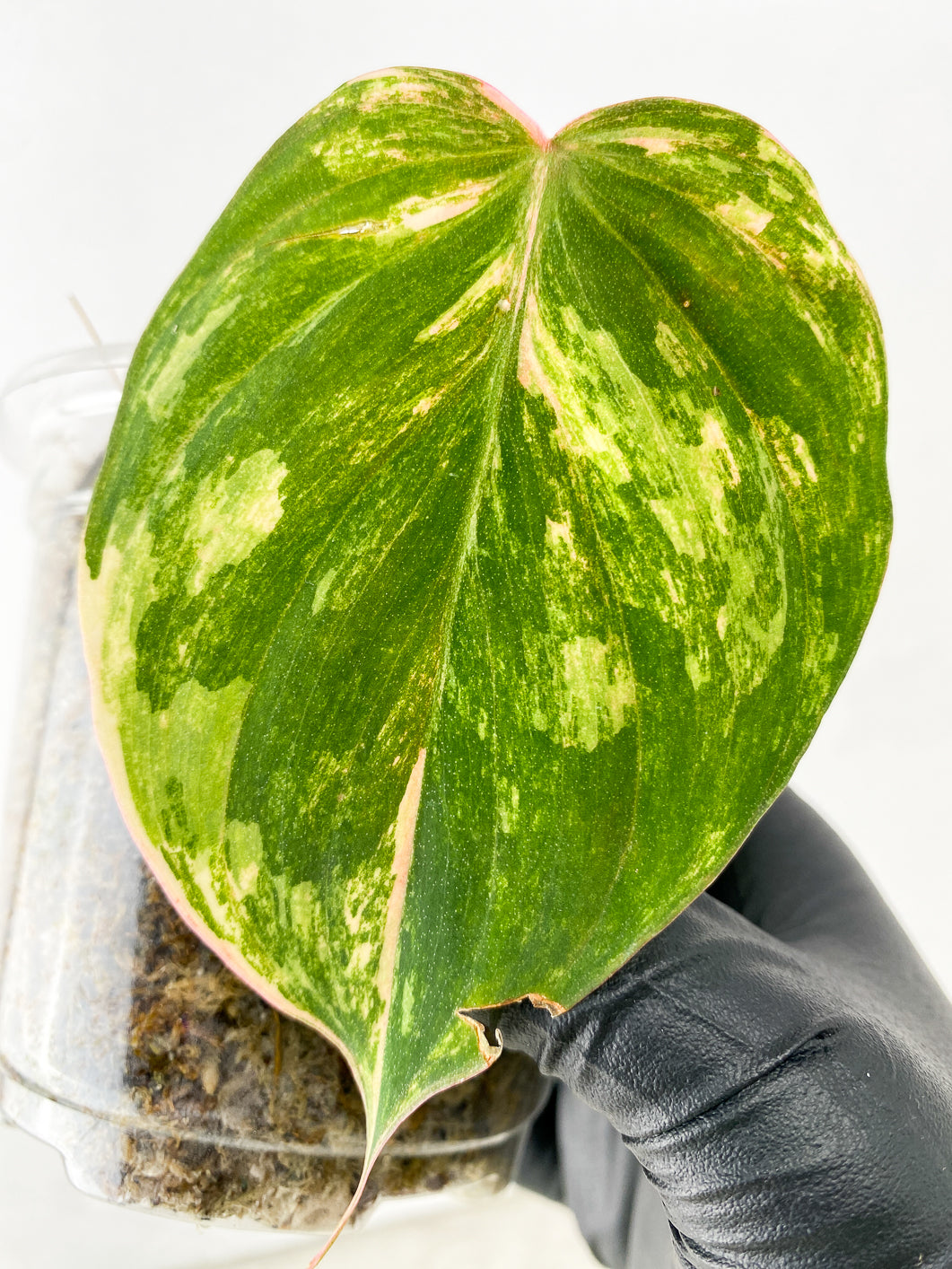 Philodendron Micans Variegated 1 leaf 1 active bud