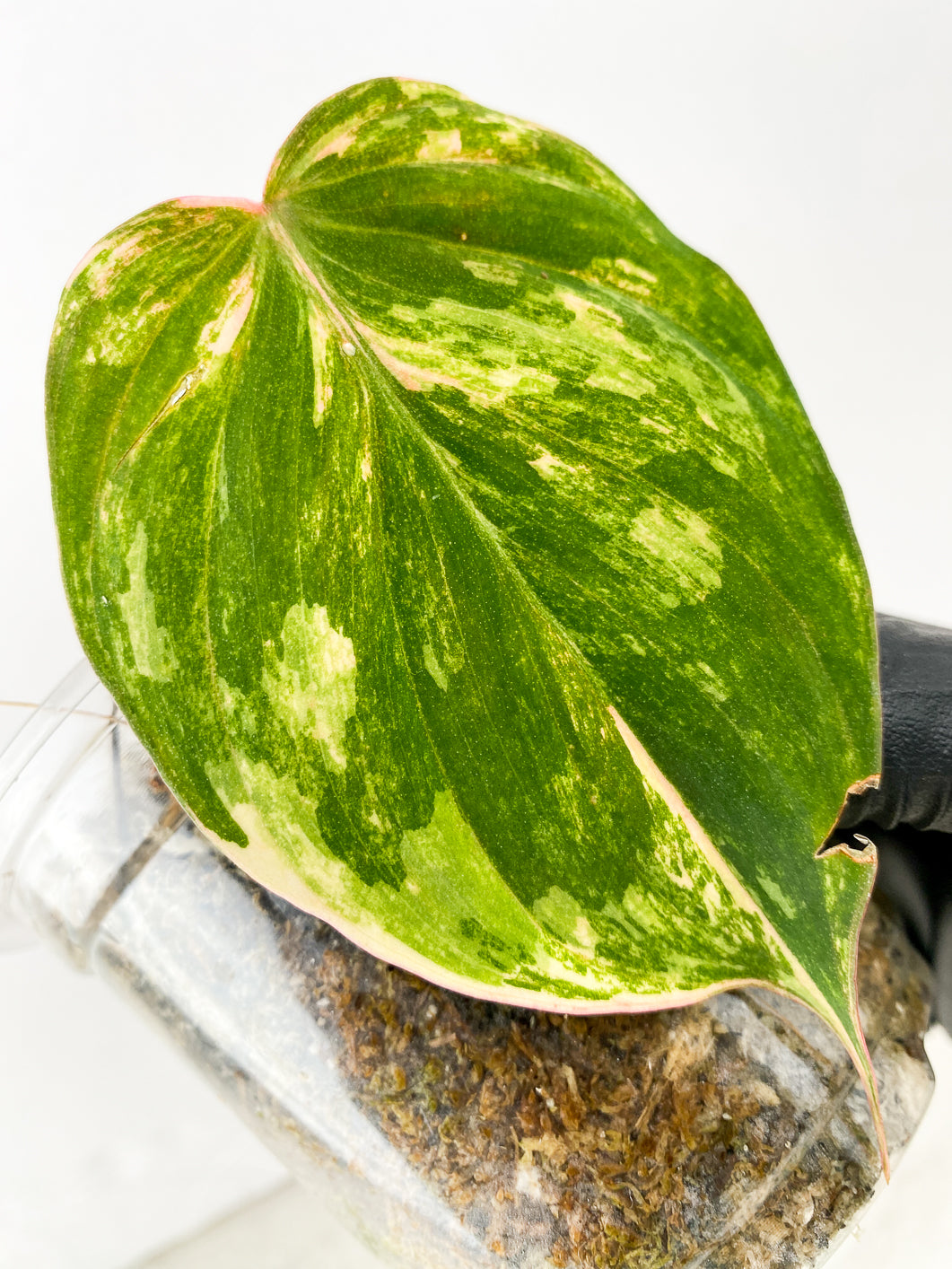 Philodendron Micans Variegated 1 leaf 1 active bud