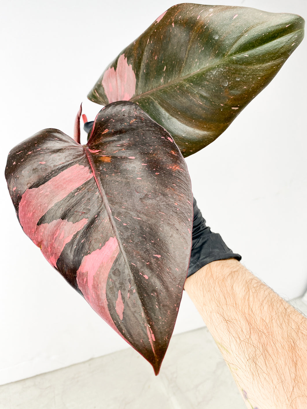 Philodendron Pink Princess Marble King 2 leaves 1 unfurling top cutting