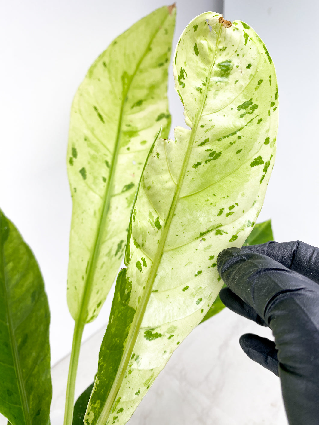 Anthurium Renaissance Variegated several leaves full big plant