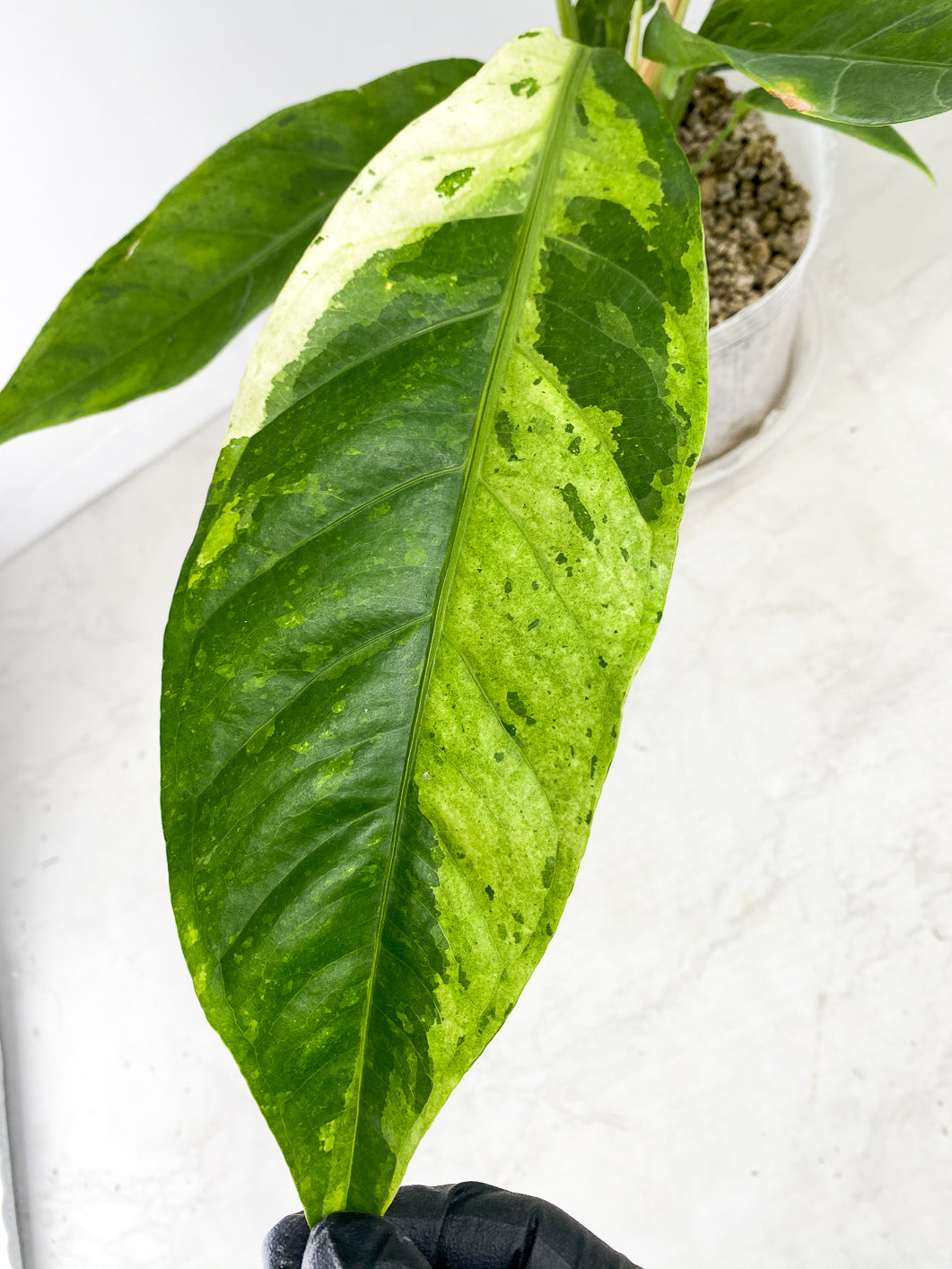 Anthurium Renaissance Variegated several leaves full big plant