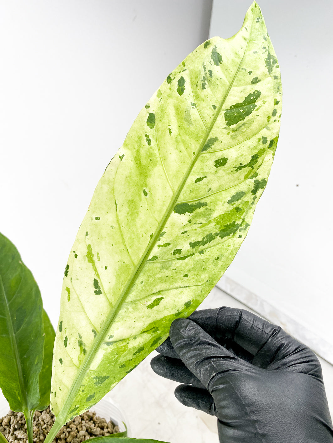 Anthurium Renaissance Variegated several leaves full big plant