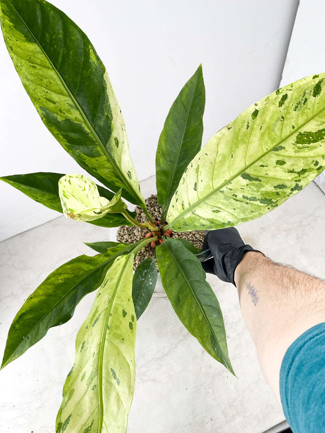 Anthurium Renaissance Variegated several leaves full big plant