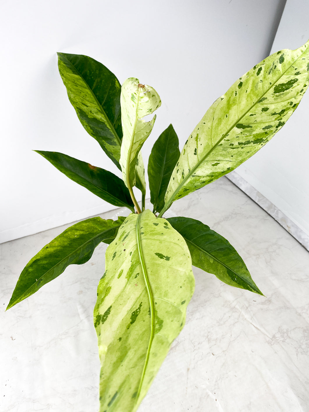 Anthurium Renaissance Variegated several leaves full big plant