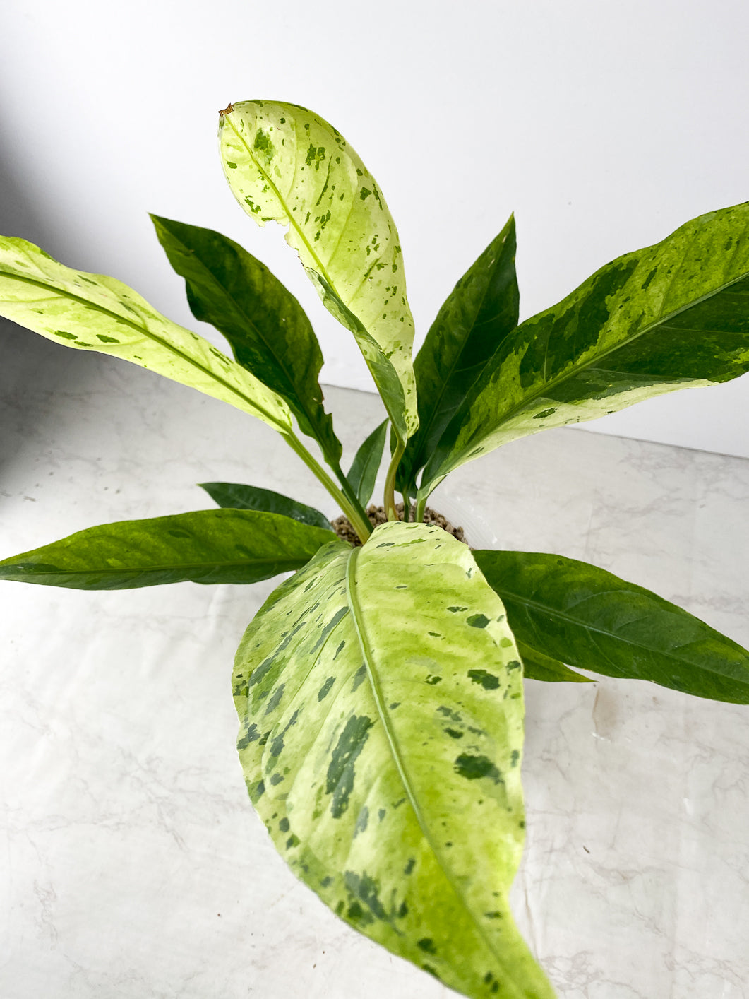 Anthurium Renaissance Variegated several leaves full big plant