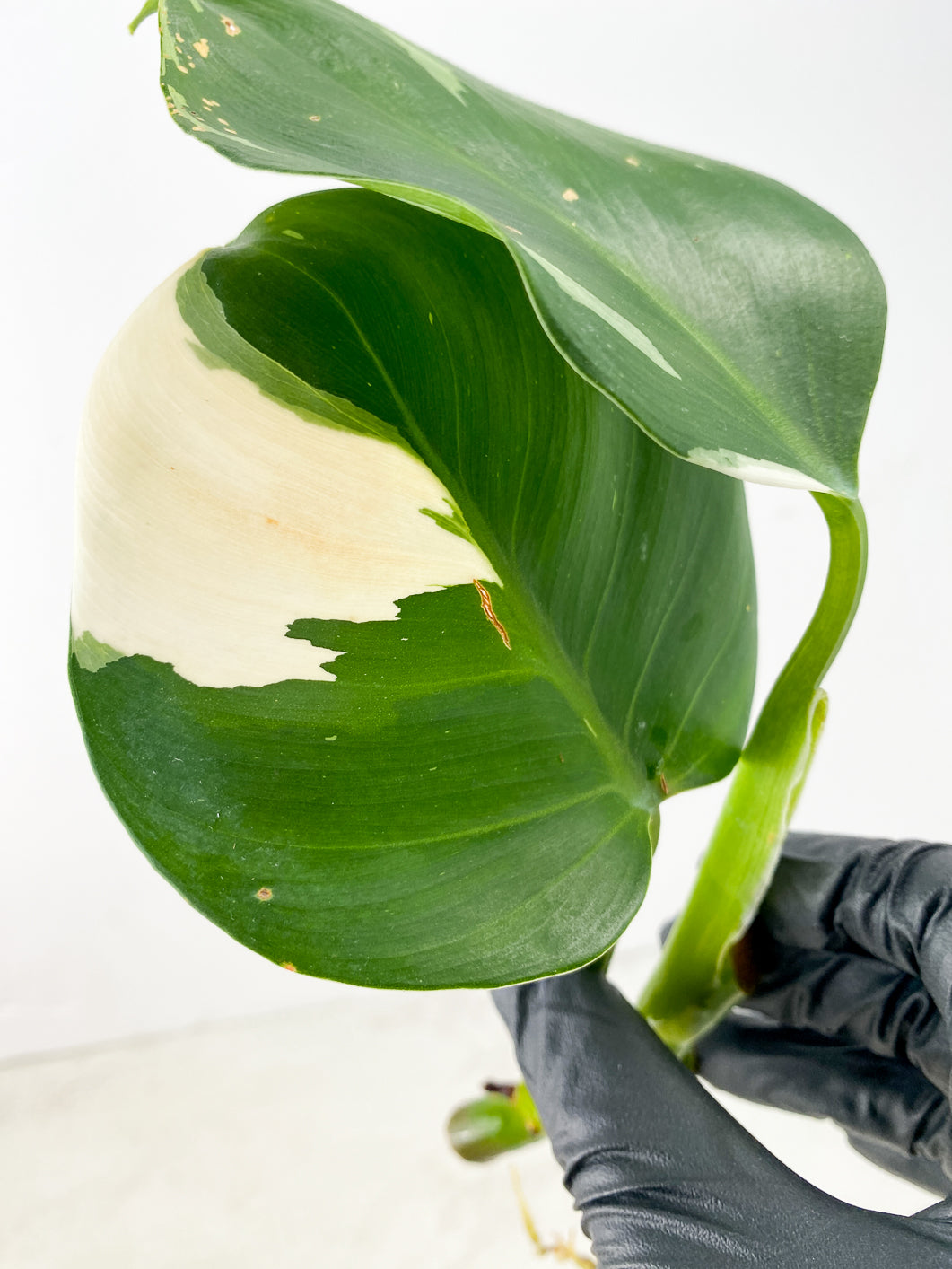 Philodendron White Wizard Marble 2 leaves