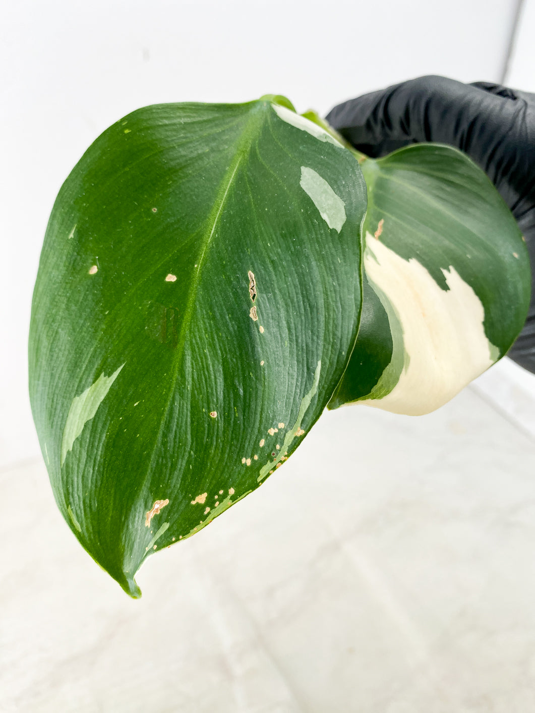 Philodendron White Wizard Marble 2 leaves