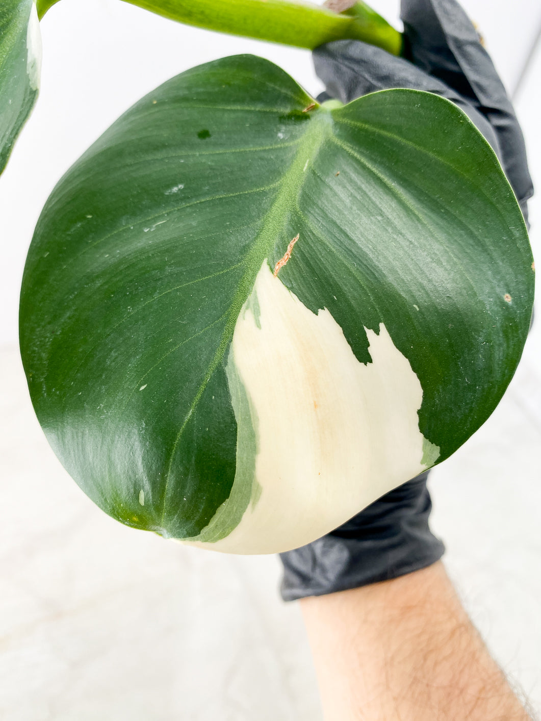 Philodendron White Wizard Marble 2 leaves