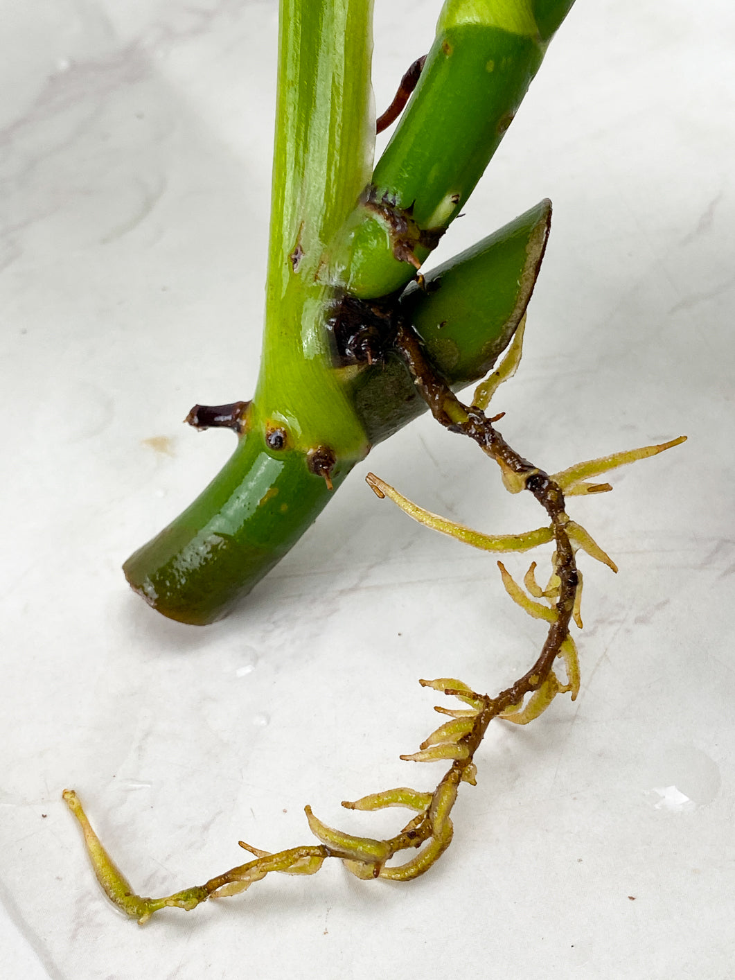 Philodendron White Wizard Marble 2 leaves