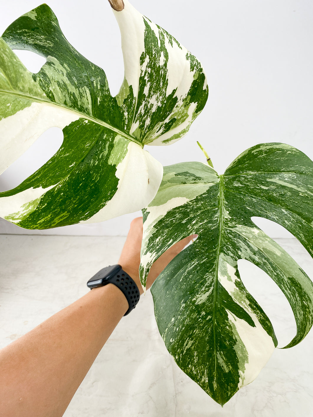 Monstera Albo White Tiger 2 leaves 1 unfurling top cutting