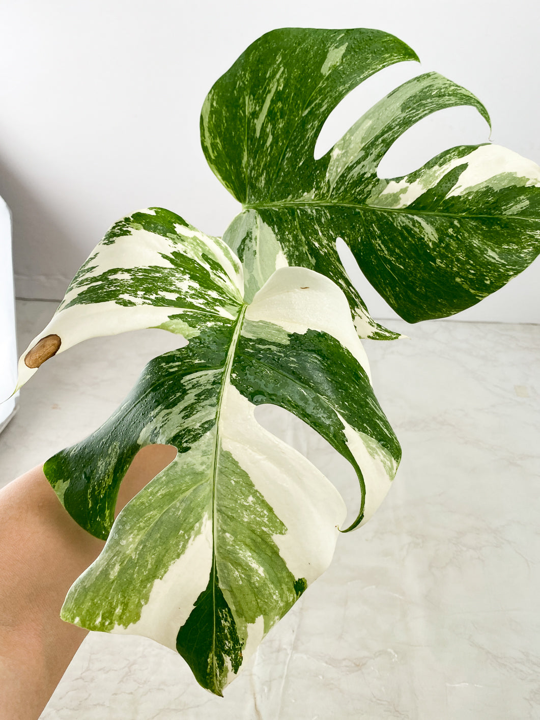 Monstera Albo White Tiger 2 leaves 1 unfurling top cutting