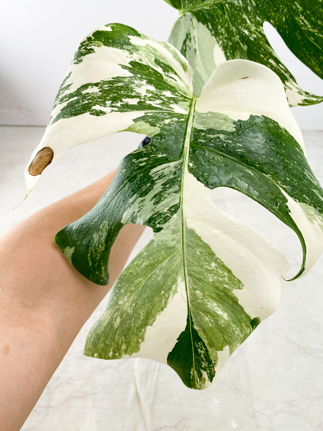 Monstera Albo White Tiger 2 leaves 1 unfurling top cutting