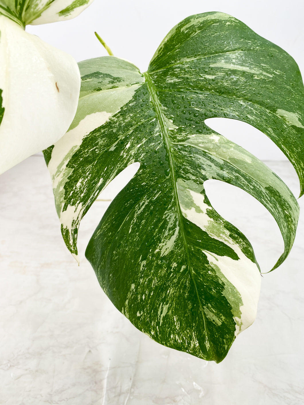 Monstera Albo White Tiger 2 leaves 1 unfurling top cutting