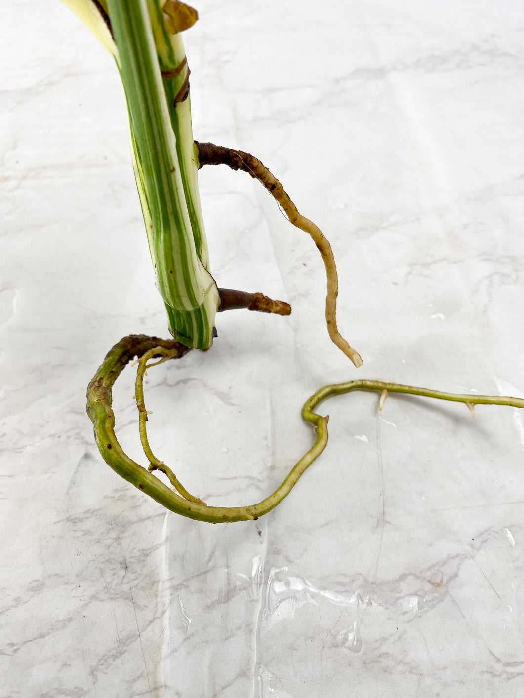 Monstera Albo White Tiger 2 leaves 1 unfurling top cutting