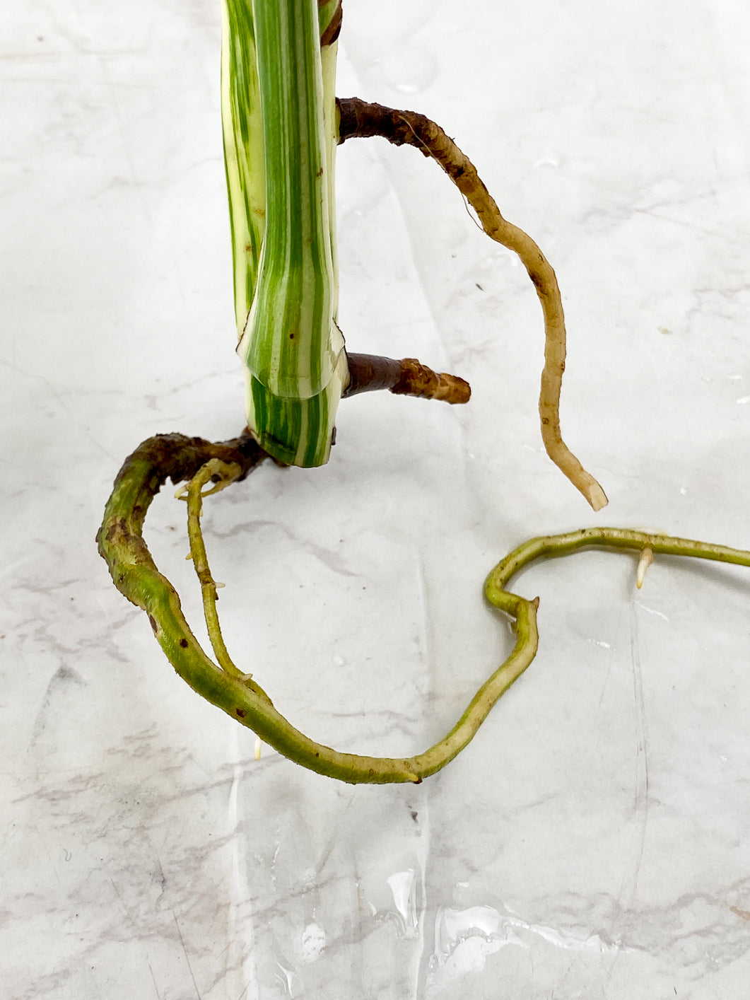 Monstera Albo White Tiger 2 leaves 1 unfurling top cutting