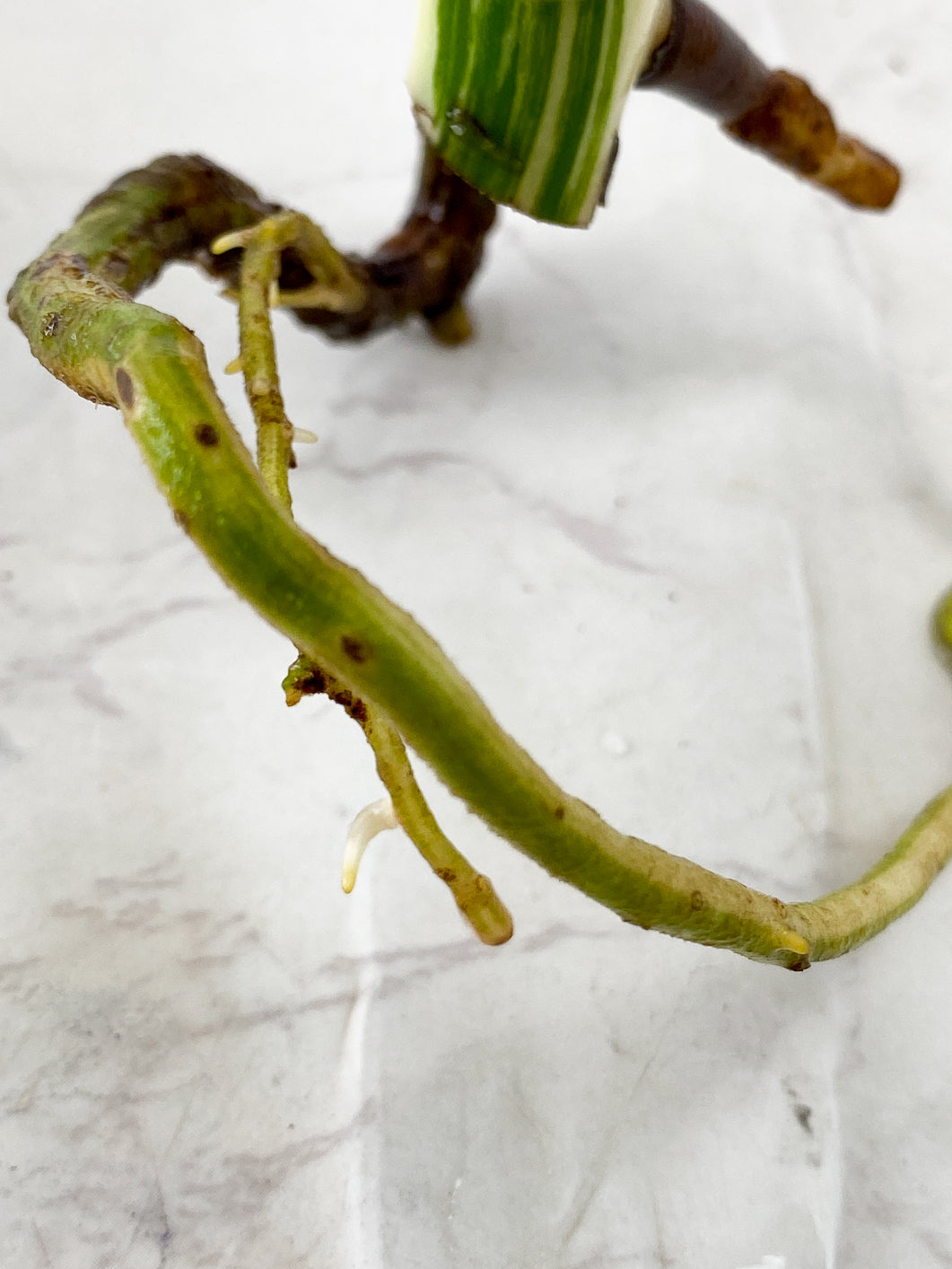 Monstera Albo White Tiger 2 leaves 1 unfurling top cutting