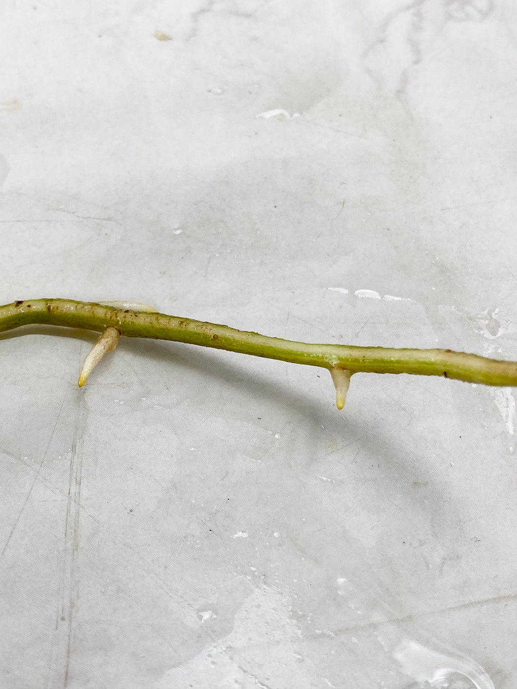 Monstera Albo White Tiger 2 leaves 1 unfurling top cutting