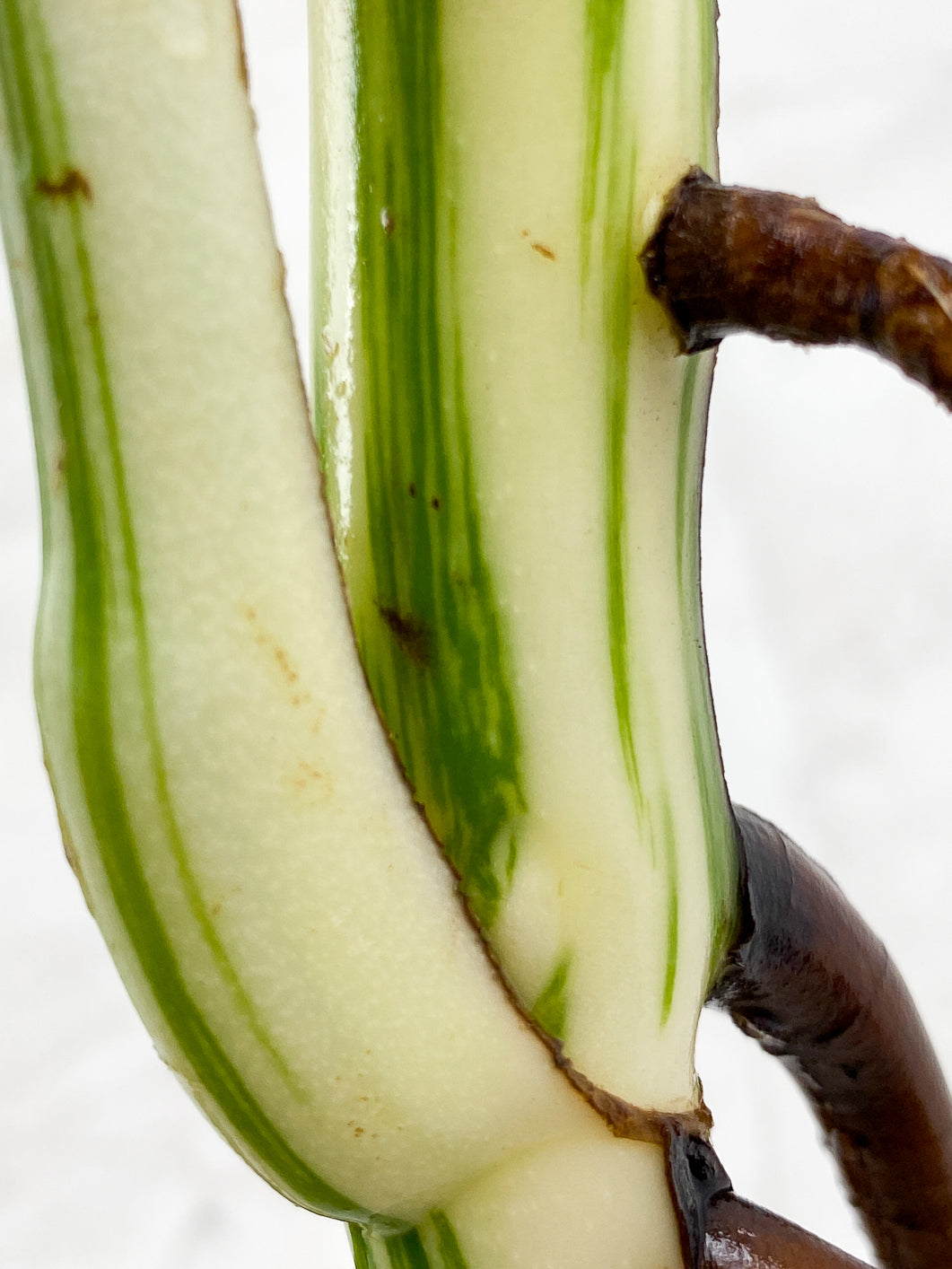 Monstera Albo White Tiger 2 leaves 1 unfurling top cutting