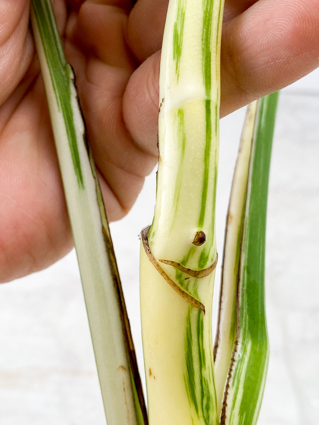 Monstera Albo White Tiger 2 leaves 1 unfurling top cutting