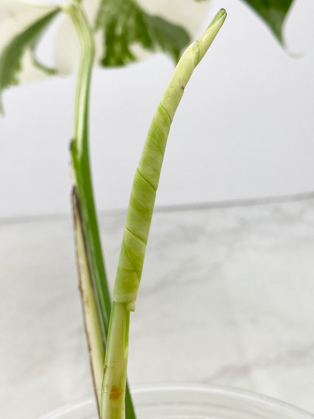 Monstera Albo White Tiger 2 leaves 1 unfurling top cutting