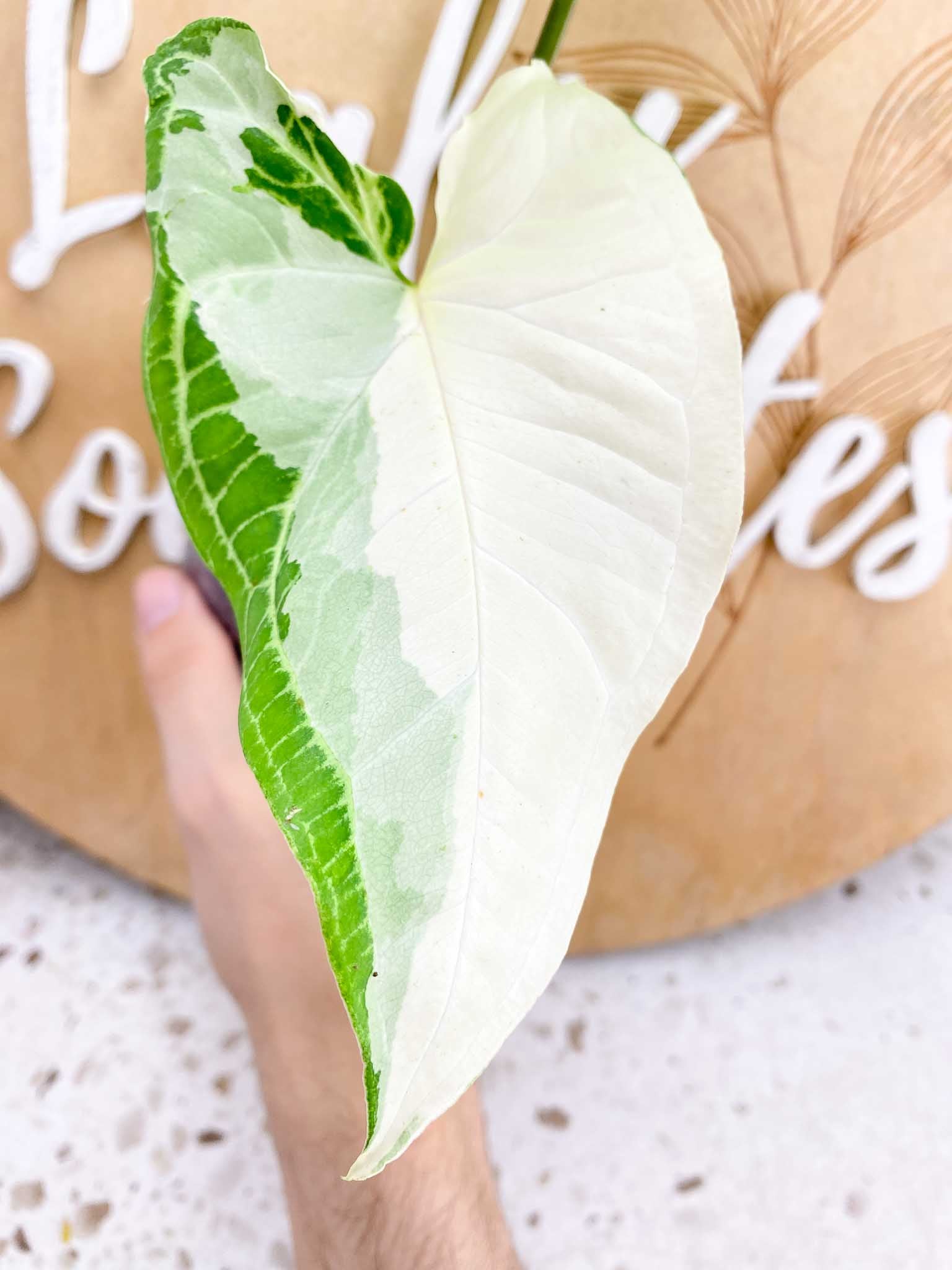 Syngonium Batik Variegated Albo 2 leaf top cutting (rooting)