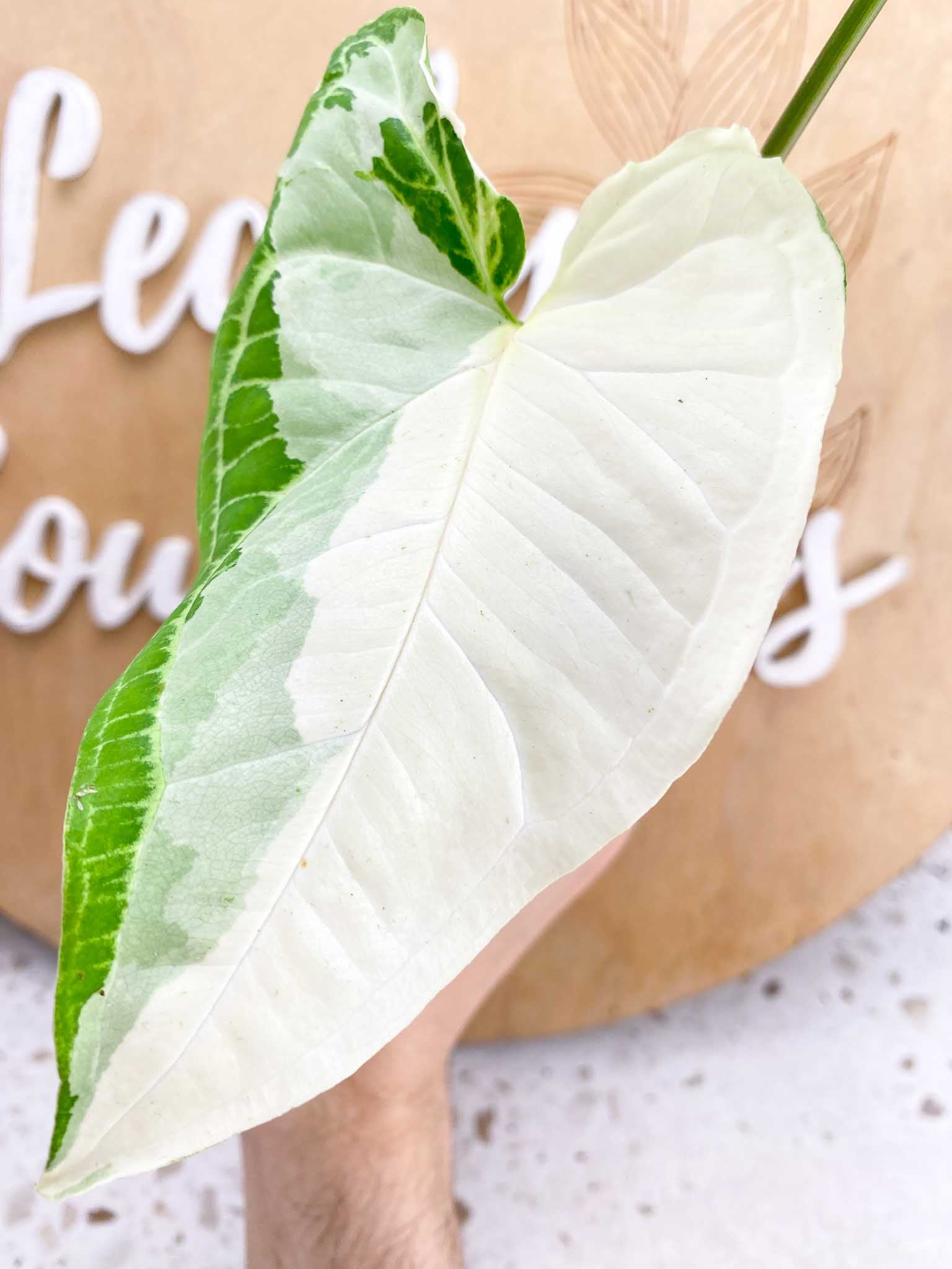 Syngonium Batik Variegated Albo 2 leaf top cutting (rooting)