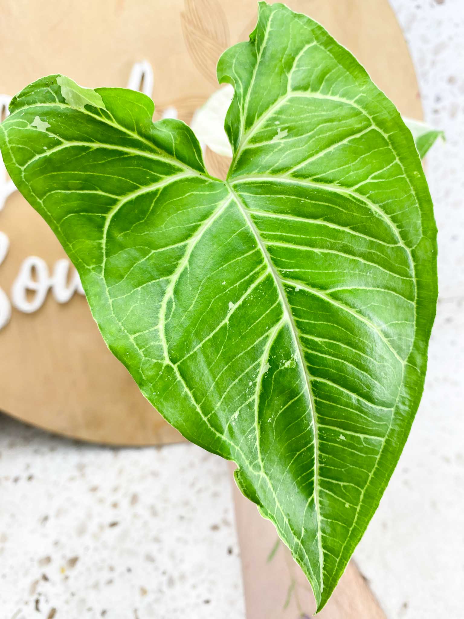 Syngonium Batik Variegated Albo 2 leaf top cutting (rooting)