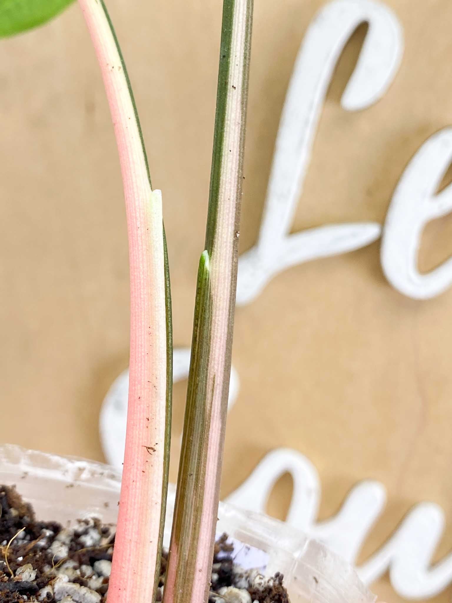 Syngonium Batik Variegated Albo 2 leaf top cutting (rooting)