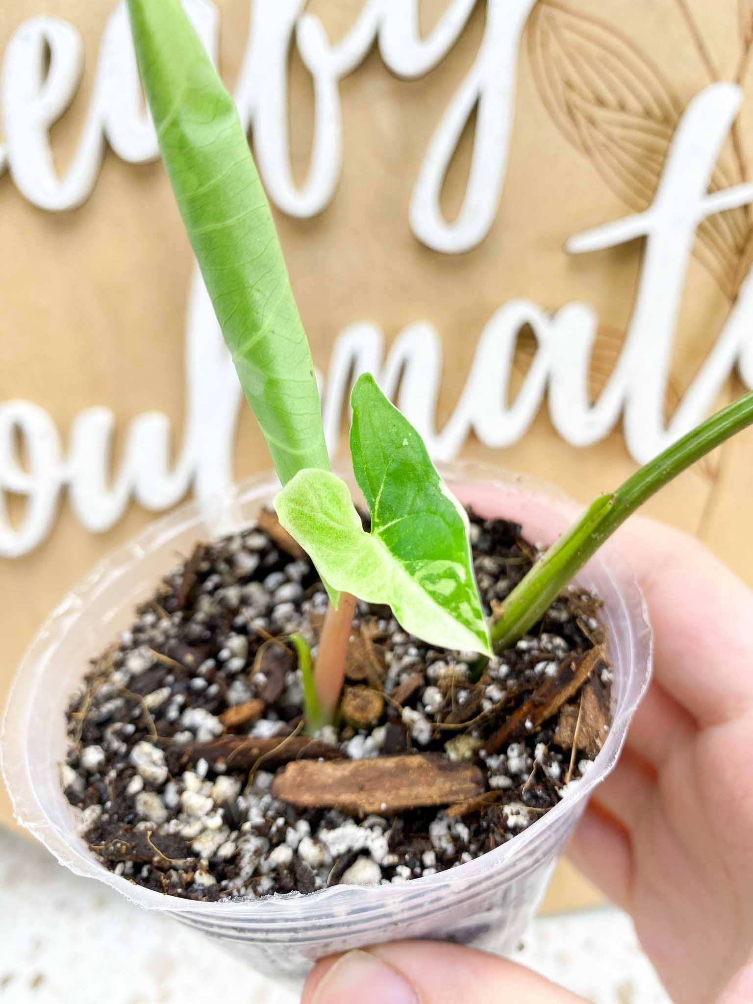 Syngonium Batik Variegated Albo 2 leaves 1 shoot about to unfurl top cutting (rooting)