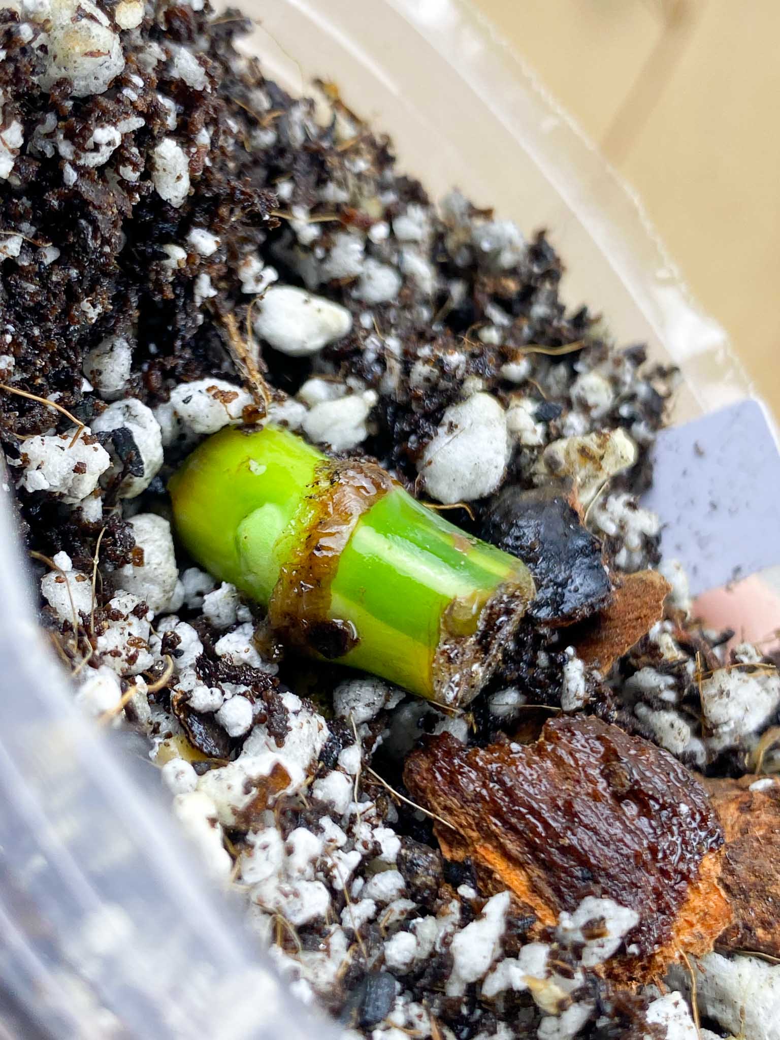 Syngonium Chiapense Variegated node with active bud (rooting)