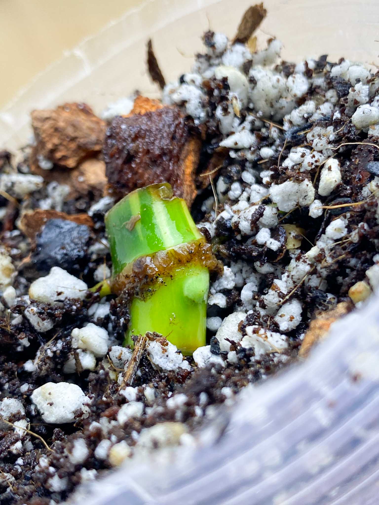 Syngonium Chiapense Variegated node with active bud (rooting)