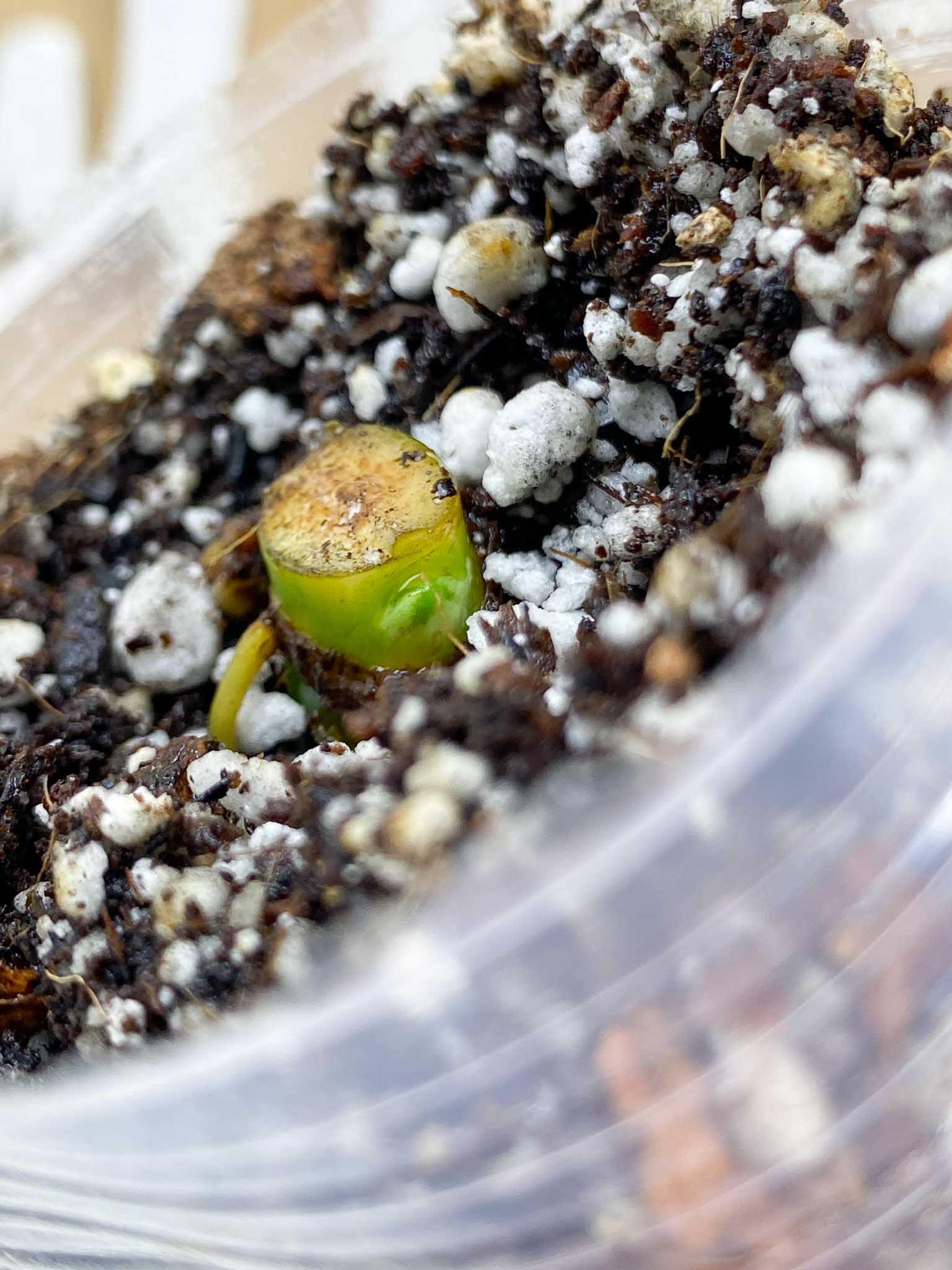 Syngonium Chiapense Variegated node with sprouting bud (rooting)