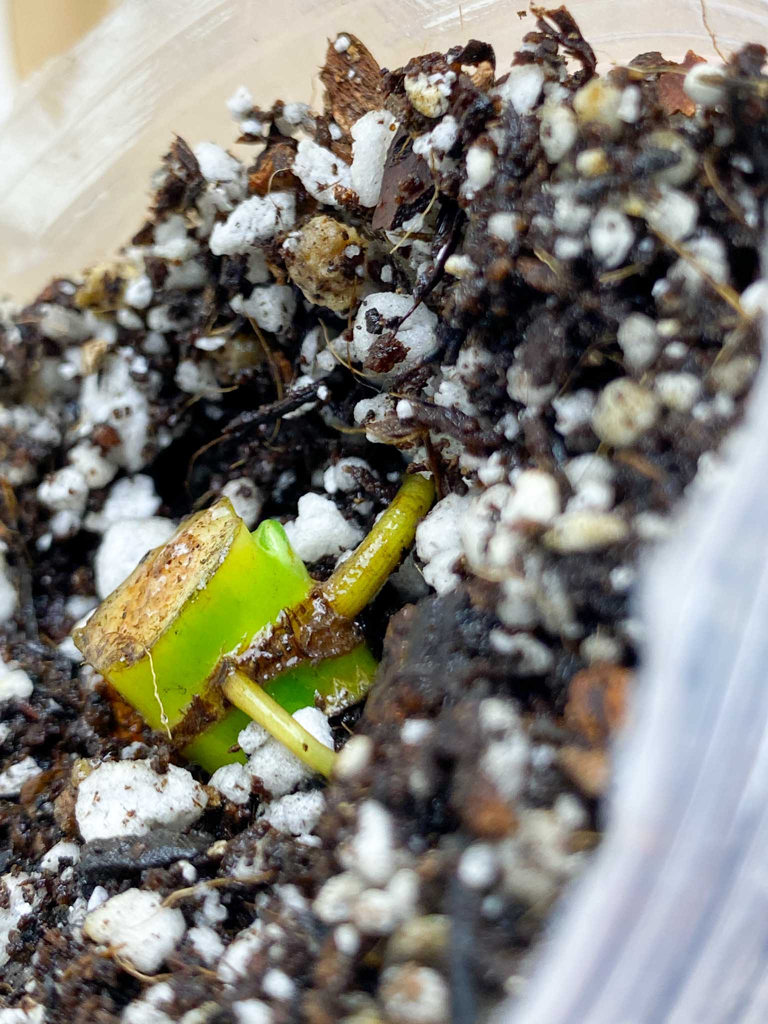 Syngonium Chiapense Variegated node with sprouting bud (rooting)