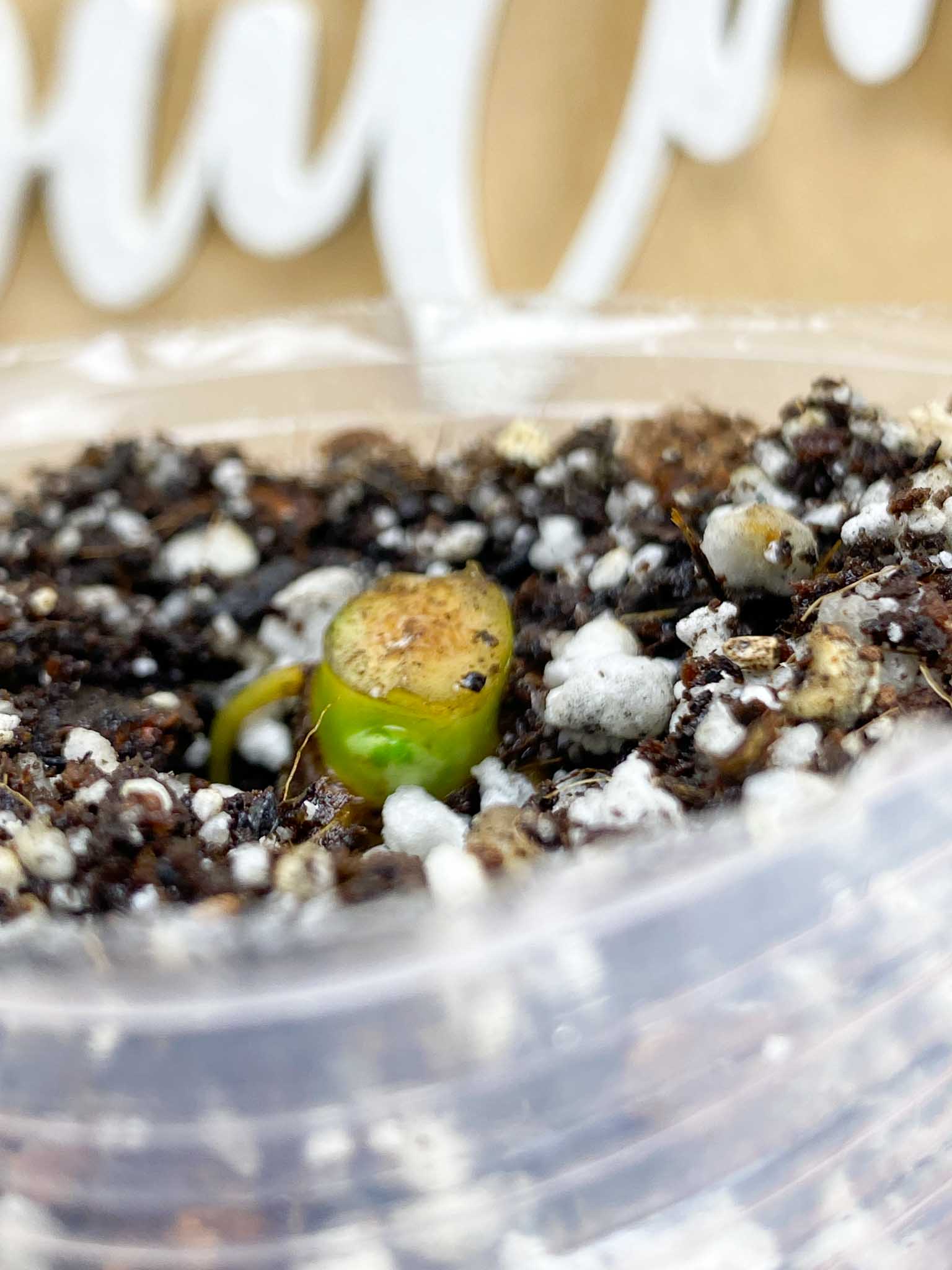 Syngonium Chiapense Variegated node with sprouting bud (rooting)