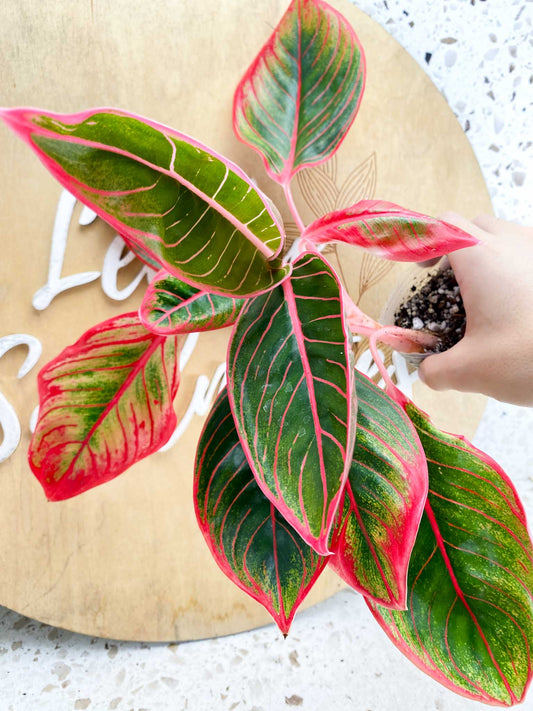 Aglaonema Khanza sunset multiple leaves 4 inch pot (Grower Choice)