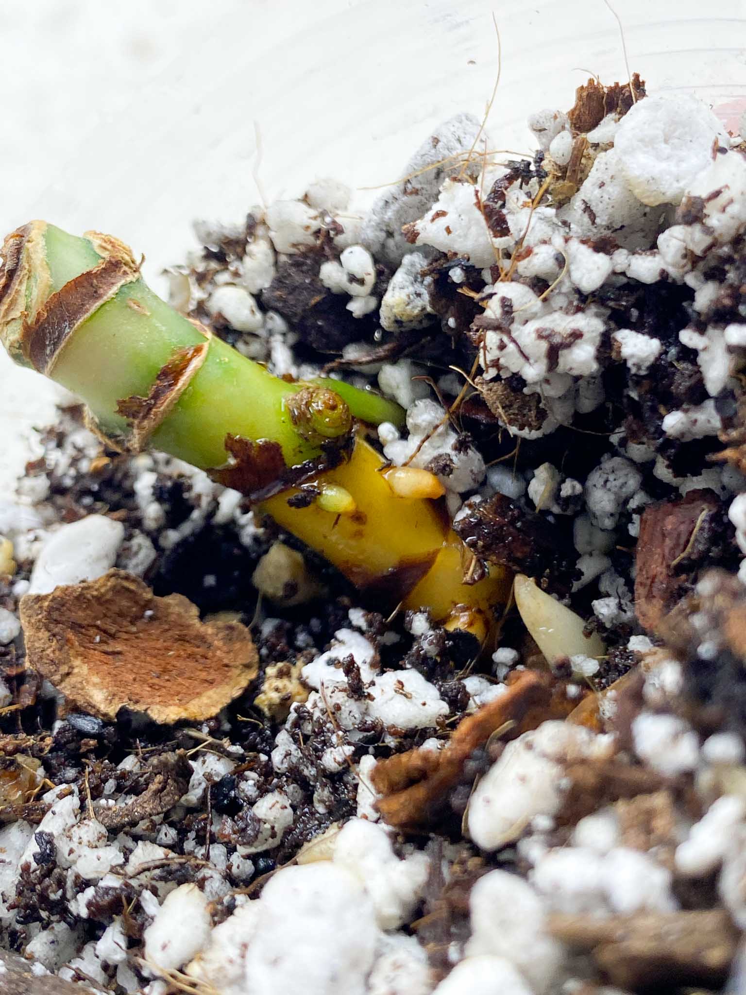 *Aglaonema Khanza Sunset multiple nodes with sprout (slightly rooted)