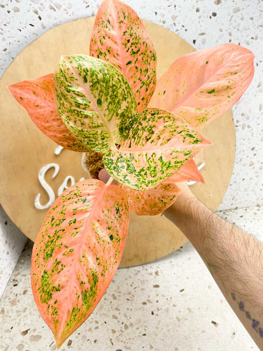 Aglaonema Orange Stardust multiple leaves top cutting (Grower Choice) (slightly rooted)