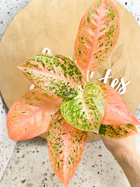 Aglaonema Orange Stardust multiple leaves top cutting (Grower Choice) (slightly rooted)