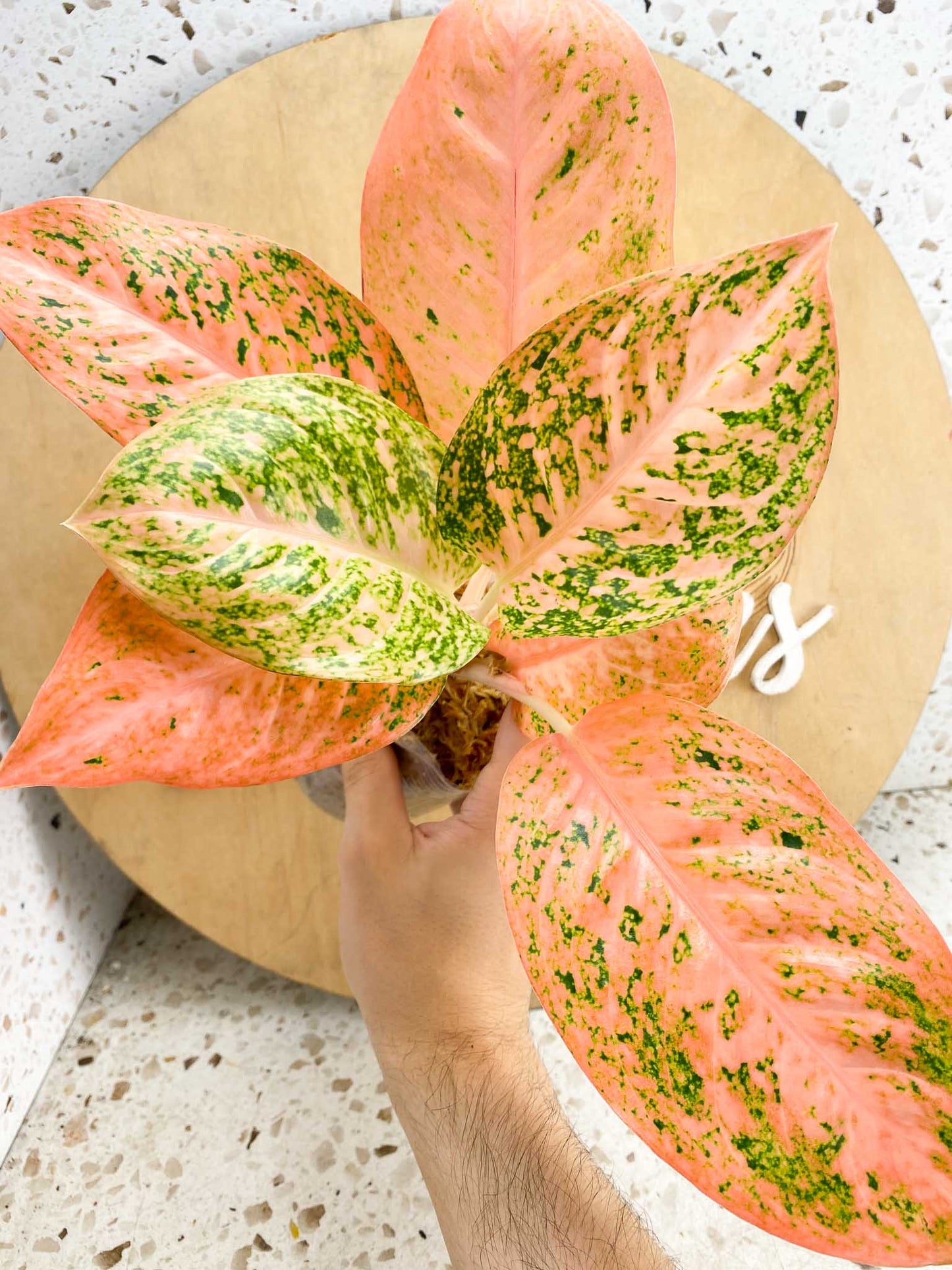 Aglaonema Orange Stardust multiple leaves top cutting (Grower Choice) (slightly rooted)