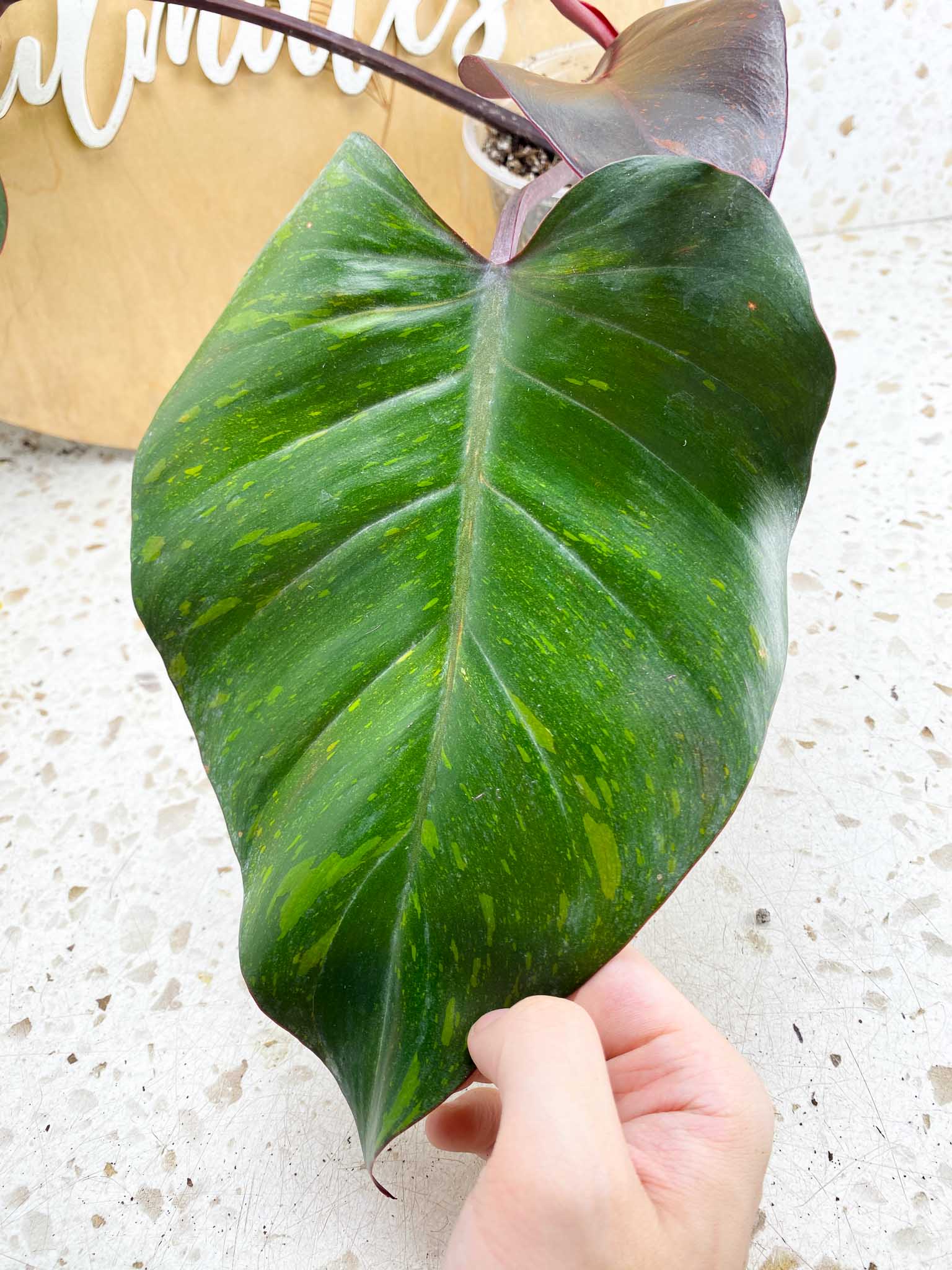 Philodendron Orange Princess 5 leaves  top cutting ( Rooted)