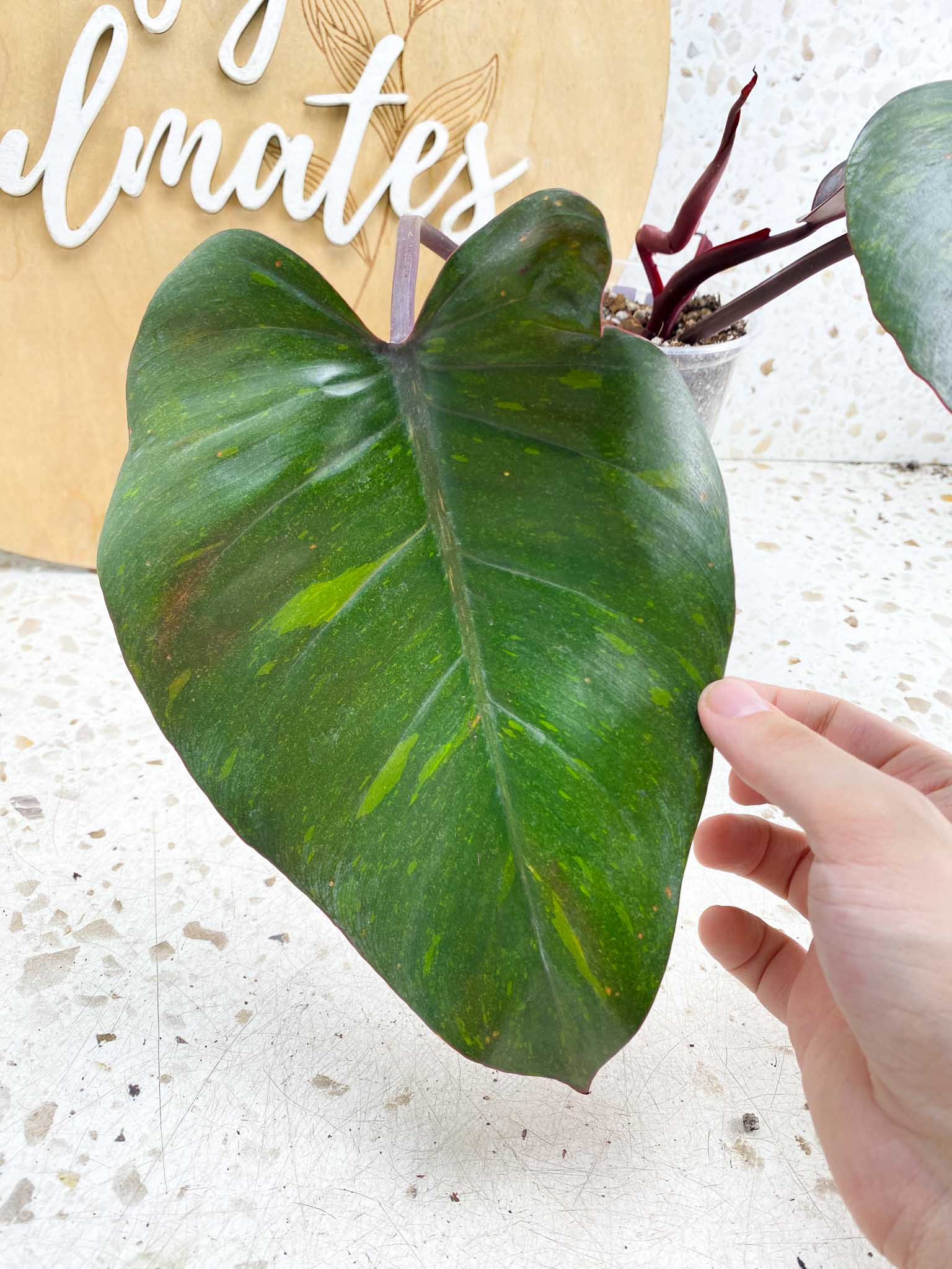 Philodendron Orange Princess 5 leaves  top cutting ( Rooted)