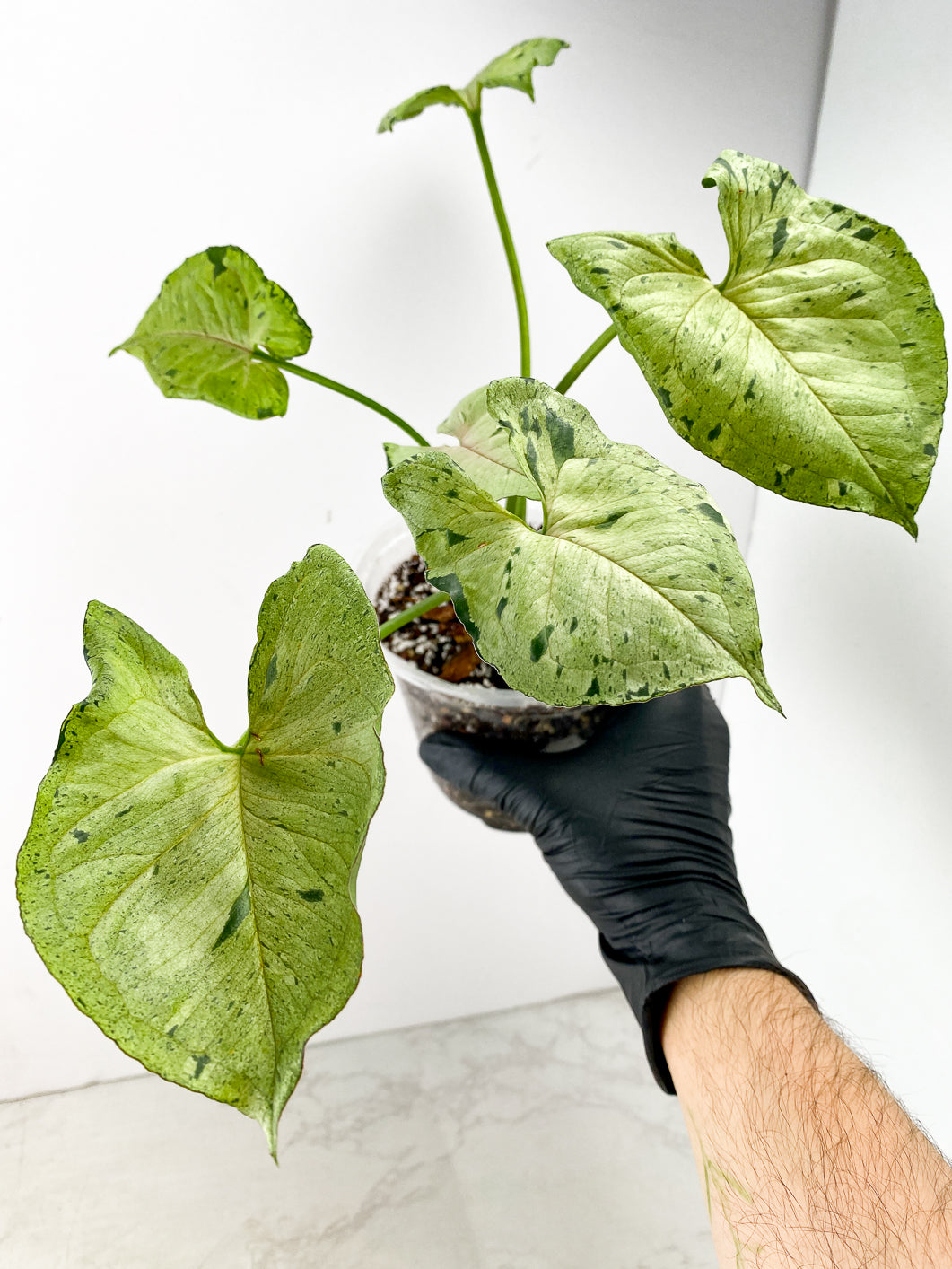 Syngonium Green Splash 6 leaf top cutting