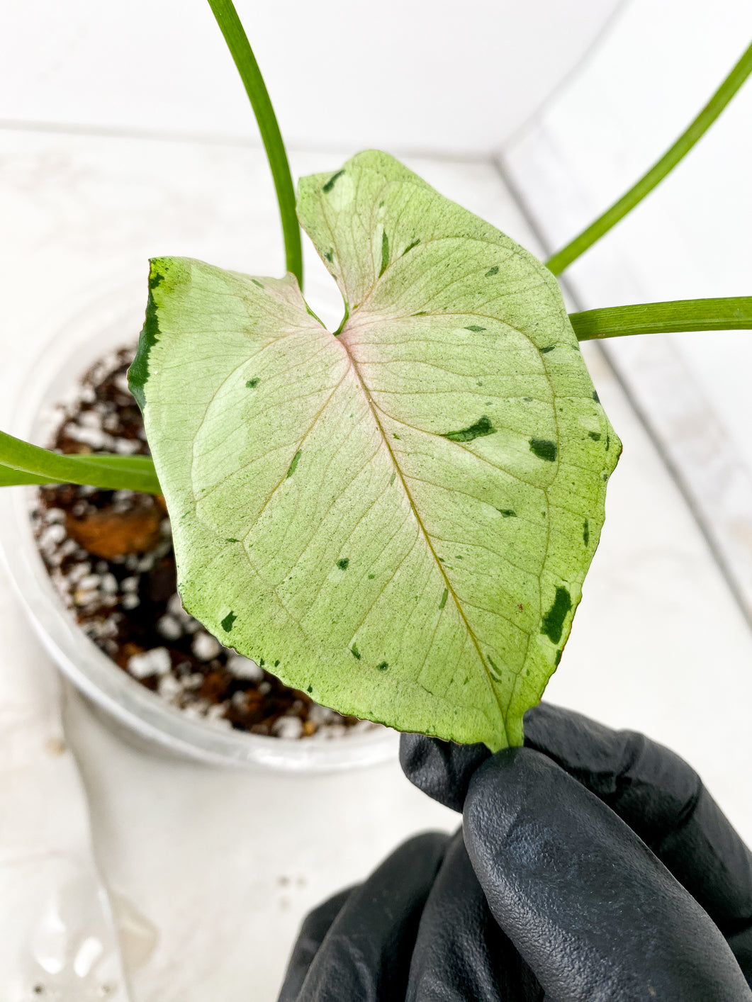 Syngonium Green Splash 6 leaf top cutting