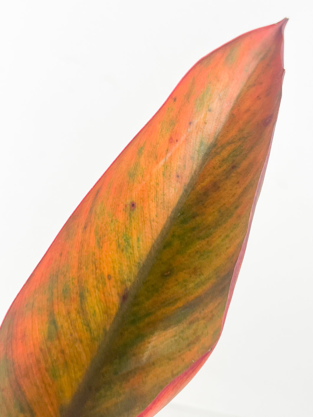 Do Not Buy Unless Authorized: Philodendron Fire Bird 1 leaf unrooted