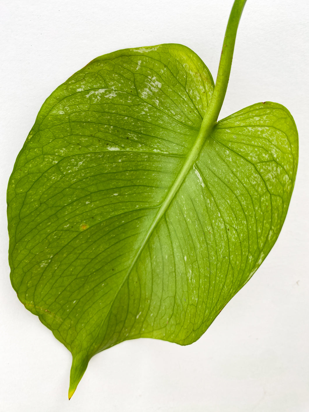 Monstera White Monster 1 leaf