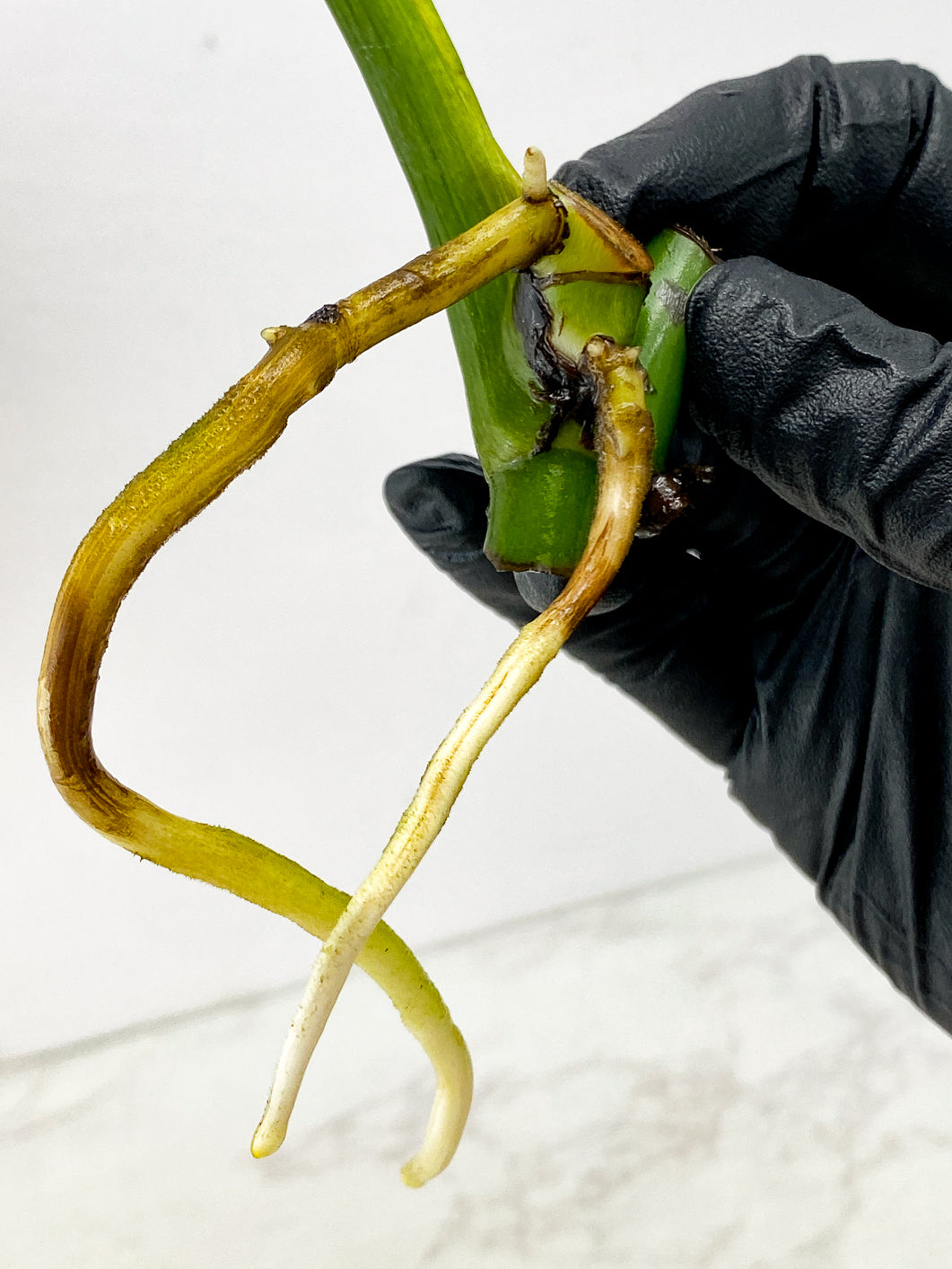 Monstera White Monster 1 leaf